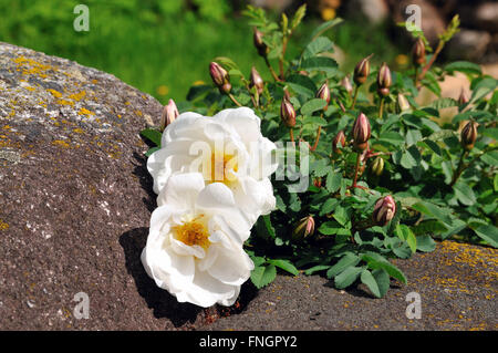 Ein Zweig der blühen weiße Wildrose liegt auf einem riesigen Felsblock in seiner natürlichen Umgebung Stockfoto