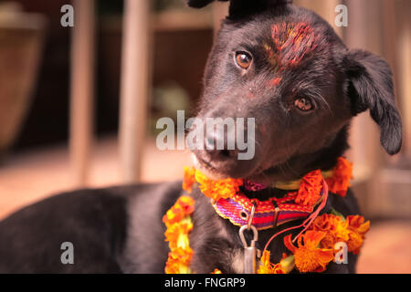 Kukur Tihar, Anbetung der Hunde, Diwali-fest, Nepal Stockfoto