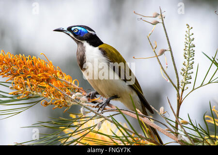 blaue konfrontiert Honigfresser Brisbane Queensland Australien Stockfoto