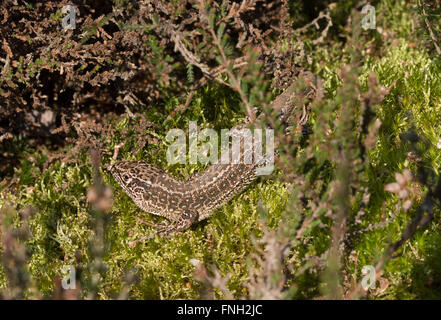 Zauneidechse (Lacerta agilis) in Surrey, Heide, Deutschland Stockfoto