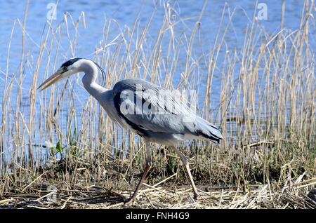 Graue Reiher Ardea Cinerea Angeln im Schilf am Welsh Wildlife und Feuchtgebiete Zentrum Cilgerran Cardigan Wales Cymru UK GB Stockfoto