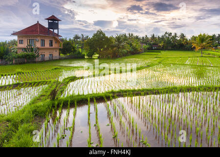 Sonnenuntergang über dem Reis Feld, Ubud, Bali, Indonesien. Stockfoto