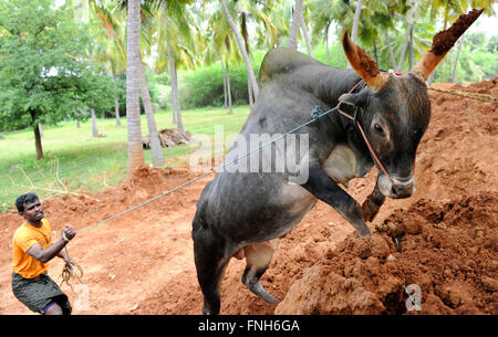 Wilder Jallikattu-Stier. Majestätische Höcker scharfe Hörner, die das Markenzeichen eines jallikattu Bullen Kangayam Kaalai (Stier) sind.Porträt eines Jallikattu Bulle. Stockfoto