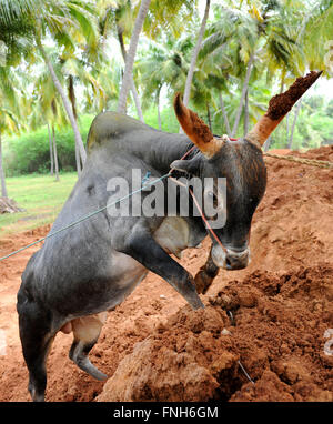 Wilden Jallikattu Bull. Majestätische Buckel scharfen Hörnern, die das Markenzeichen eines Stiers Jallikattu Kangayam Kaalai (Stier) Madurai Stockfoto