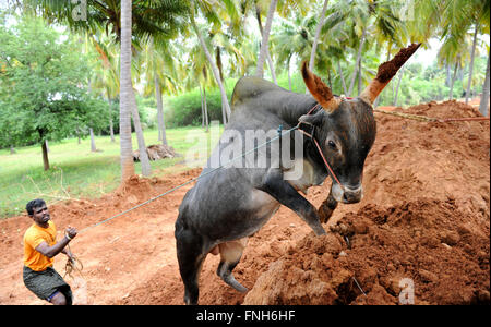 Wilden Jallikattu Bull. Majestätische Buckel scharfen Hörnern, die das Markenzeichen eines Jallikattu Stiers Kangayam Kaalai (Stier), Madurai Stockfoto