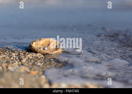 Australische Perlen über eine alte Schale am Strand umspült von den Wellen des Meeres. Stockfoto