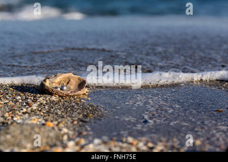 Australische Perlen über eine alte Schale am Strand umspült von den Wellen des Meeres. Stockfoto