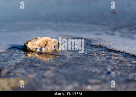 Australische Perlen über eine alte Schale am Strand umspült von den Wellen des Meeres. Stockfoto