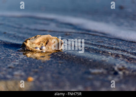 Australische Perlen über eine alte Schale am Strand umspült von den Wellen des Meeres. Stockfoto