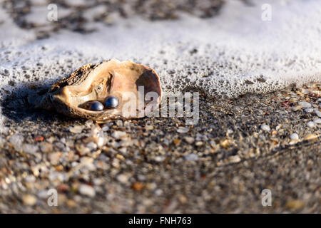 Australische Perlen über eine alte Schale am Strand umspült von den Wellen des Meeres. Stockfoto