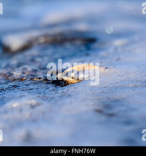 Australische Perlen über eine alte Schale am Strand umspült von den Wellen des Meeres. Stockfoto