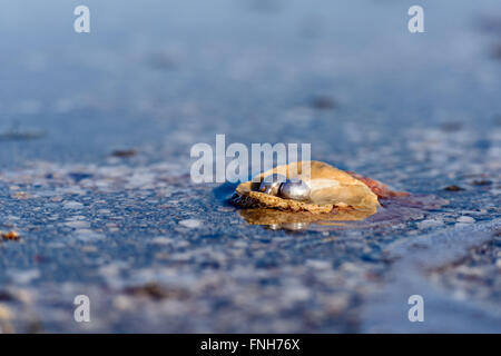 Australische Perlen über eine alte Schale am Strand umspült von den Wellen des Meeres. Stockfoto