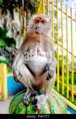 Krabbe-Essen Makaken auf der Treppe der Batu Caves Gombak, Selangor, Malaysia Stockfoto