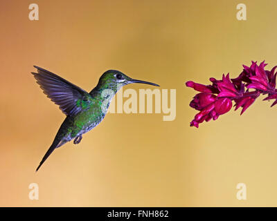 Weibliche grün gekrönt brillante Kolibri Blume nähert sich Stockfoto