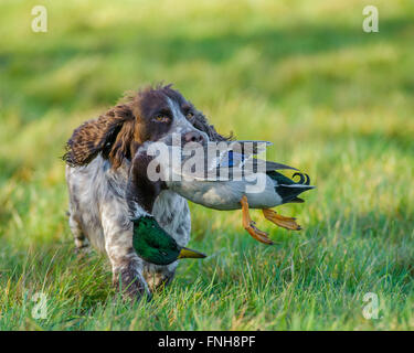 Porträt eines Cocker Spaniel Hund tragen einer Wildente Stockfoto