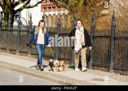 Lund, Schweden - 12. März 2016: Junge Frauen bei einem Spaziergang mit ihren Hunden in Leine. Echte Menschen im Alltag. Stockfoto