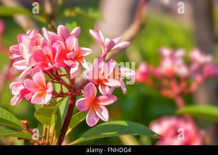 Rosa Plumeria hautnah, auch genannt Frangipani, in einem Garten Stockfoto