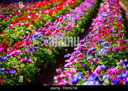 Ein Feld von kultivierten bunte und lebendige Anemone Blumen. Fotografiert in Israel Stockfoto