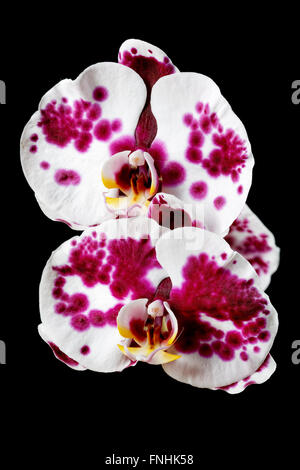 rote und weiße Orchidee auf schwarzem Hintergrund Stockfoto