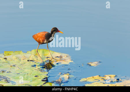 Wattled Blatthühnchen (Jacana Jacana) zu Fuß auf einer Seerose Victoria verlassen, Pantanal, Mato Grosso, Brasilien Stockfoto