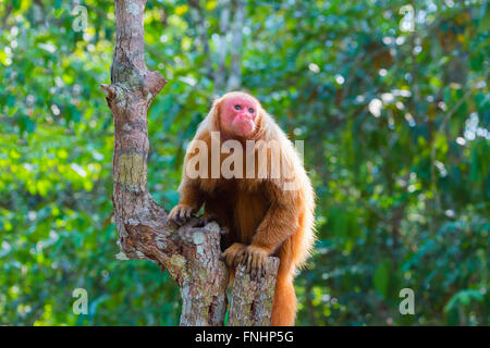 Roten kahlköpfigen Uakari Affen auch bekannt als britische Monkey (Cacajao Calvus Rubicundus), Bundesstaat Amazonas, Brasilien Stockfoto