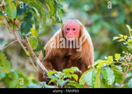 Roten kahlköpfigen Uakari Affen auch bekannt als britische Monkey (Cacajao Calvus Rubicundus), Bundesstaat Amazonas, Brasilien Stockfoto