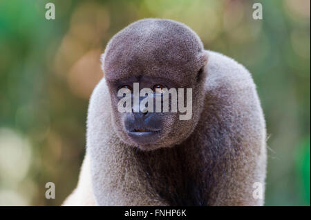 Braun wollig Affe auch bekannt als gemeinsame wollige Affen oder Humboldts wollig Affe (Lagothrix Lagotricha), Bundesstaat Amazonas, Brasilien Stockfoto