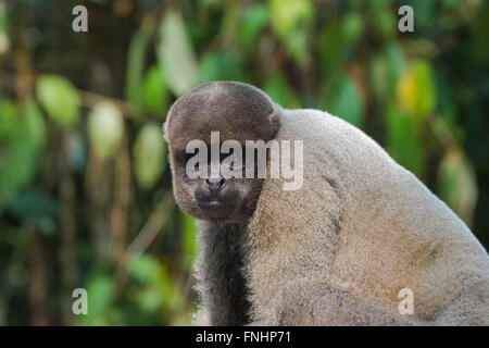 Braun wollig Affe auch bekannt als gemeinsame wollige Affen oder Humboldts wollig Affe (Lagothrix Lagotricha), Bundesstaat Amazonas, Brasilien Stockfoto