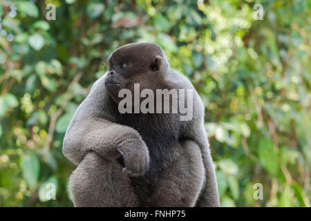 Braun wollig Affe auch bekannt als gemeinsame wollige Affen oder Humboldts wollig Affe (Lagothrix Lagotricha), Bundesstaat Amazonas, Brasilien Stockfoto