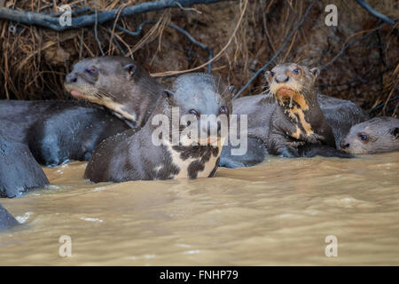 Gruppe von Fluss Riesenotter (Pteronura Brasiliensis), Pantanal, Mato Grosso, Brasilien Stockfoto