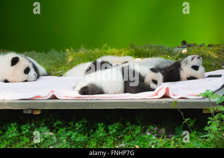 Baby Pandas (Ailuropoda Melanoleuca) in Chengdu Giant Panda Breeding Center China Erhaltung und Forschungszentrum für Riesenpandas Chengdu Sichuan China Stockfoto