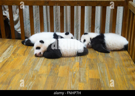 Baby Pandas (Ailuropoda Melanoleuca) in Chengdu Giant Panda Breeding Center China Erhaltung und Forschungszentrum für Riesenpandas Chengdu Sichuan China Stockfoto