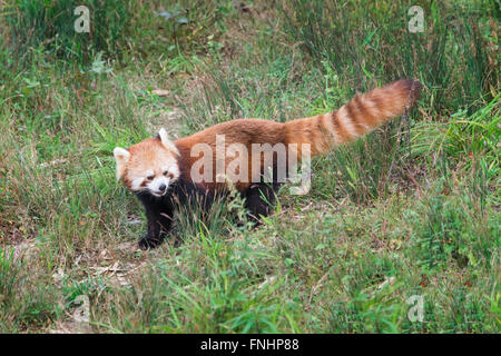 Roter Panda (Ailurus Fulgens), Provinz Sichuan, China Stockfoto