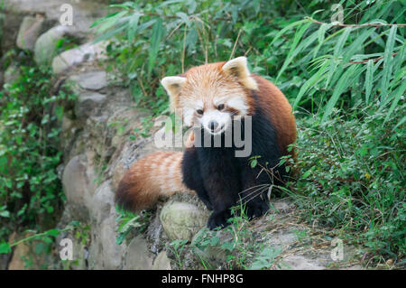 Roter Panda (Ailurus Fulgens), Provinz Sichuan, China Stockfoto