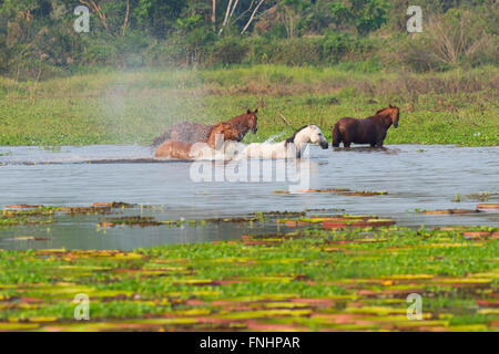 Pferde in einen Wasserteich Porto Joffre, Pantanal, Mato Grosso, Brasilien Stockfoto