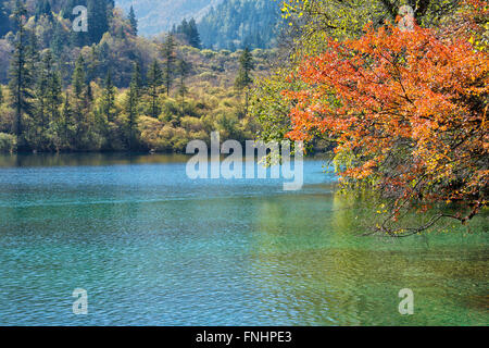 Panda Lake, Jiuzhaigou Nationalpark, Provinz Sichuan, China, UNESCO-Weltkulturerbe Stockfoto