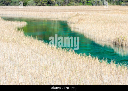 Reed Lake, Jiuzhaigou Nationalpark, Provinz Sichuan, China, UNESCO-Weltkulturerbe Stockfoto