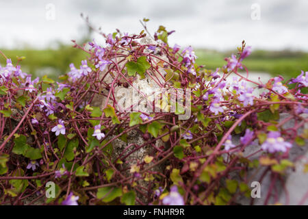 Efeu-leaved Leinkraut (Cymbalaria Muralis) Stockfoto