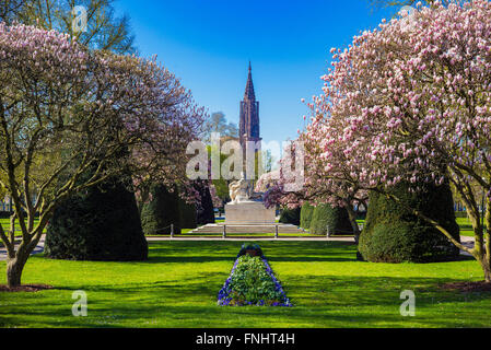 Magnolia Bäume in Blüte, Kriegerdenkmal, Kathedrale Spire, Place de la République, Neustadt, Straßburg, Elsass, Frankreich, Europa, Stockfoto