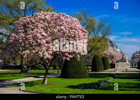 Blühenden Magnolienbäumen, Kriegerdenkmal, Place de la République, Neustadt, Straßburg, Elsass, Frankreich, Europa, Stockfoto