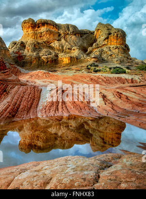 Weiße Tasche mit Regen-Wasser-Pools. Vermilion Cliffs National Monument, Arizona Stockfoto