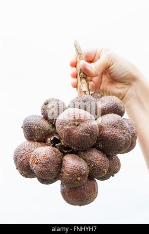 Ein Snake Fruit (Salak) Bündel in der Hand einer jungen Frau, isoliert auf weiss gehalten. Stockfoto