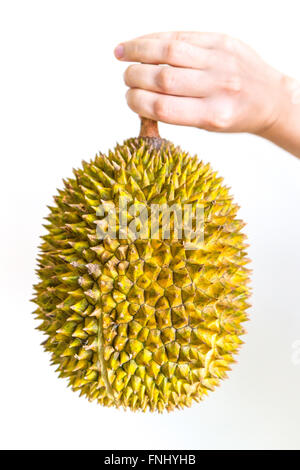 Eine Durian Frucht durch den Stamm von der Hand einer jungen Frau, isoliert auf weiss gehalten. Stockfoto