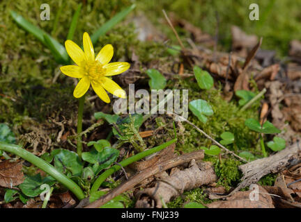 Kleinen Schöllkraut - Ranunculus Ficaria frühe Frühlingsblume im Lebensraum Stockfoto