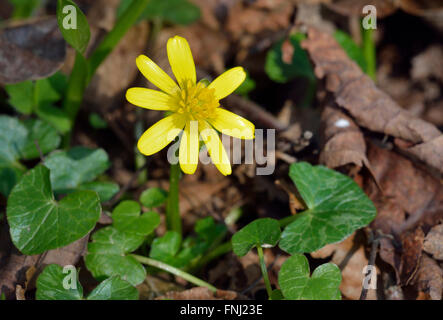 Kleinen Schöllkraut - Ranunculus Ficaria frühe Frühlingsblume im Lebensraum Stockfoto