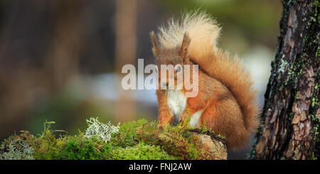 Eichhörnchen im Wald Stockfoto