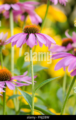 Nahaufnahme von dunkel Rosa Kegel Blumen vor dem Hintergrund der hellen gelb schwarz-Augen Susans im Sommergarten. Stockfoto