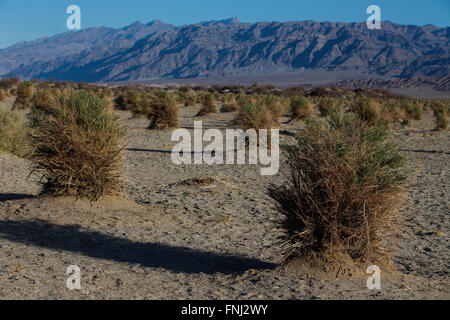 Des Teufels Cornfield, Death Valley Nationalpark, Kalifornien, Vereinigte Staaten von Amerika Stockfoto