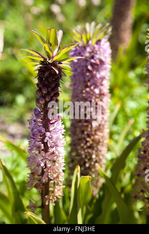 Eucomis Comosa "Reuben" im Kirstenbosch National Botanical Garden in Cape Town - Südafrika Stockfoto