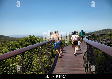 Boomslang Gehweg-Überdachung im Kirstenbosch National Botanical Garden in Cape Town - Südafrika Stockfoto